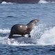 Image for article titled Crazy Photo Shows a Seal Using a Whale as a Surfboard